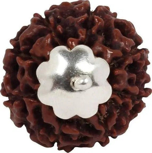 7 Mukhi Rudraksha Silver Capped Pendant - General Mart